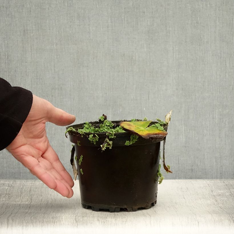 Esimerkki syksyllä toimitetusta Nymphaea Hermine - Nénuphar blanc rustique Pot de 1,5L/2L-taimesta