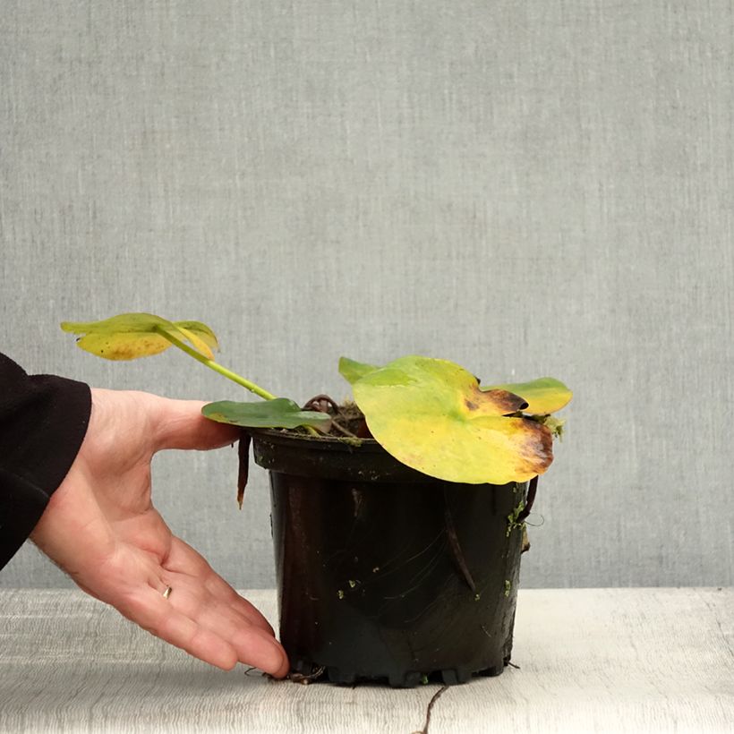 Esimerkki syksyllä toimitetusta Nymphaea Jean de la Marsalle - Nénuphar rustique rouge rose Pot de 1,5L/2L-taimesta