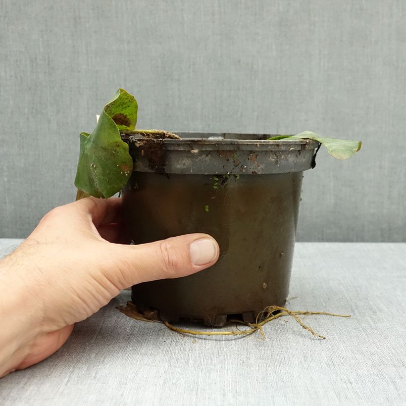 Esimerkki syksyllä toimitetusta Lumme Lactea 1,5 litran / 2 litran kannu-taimesta
