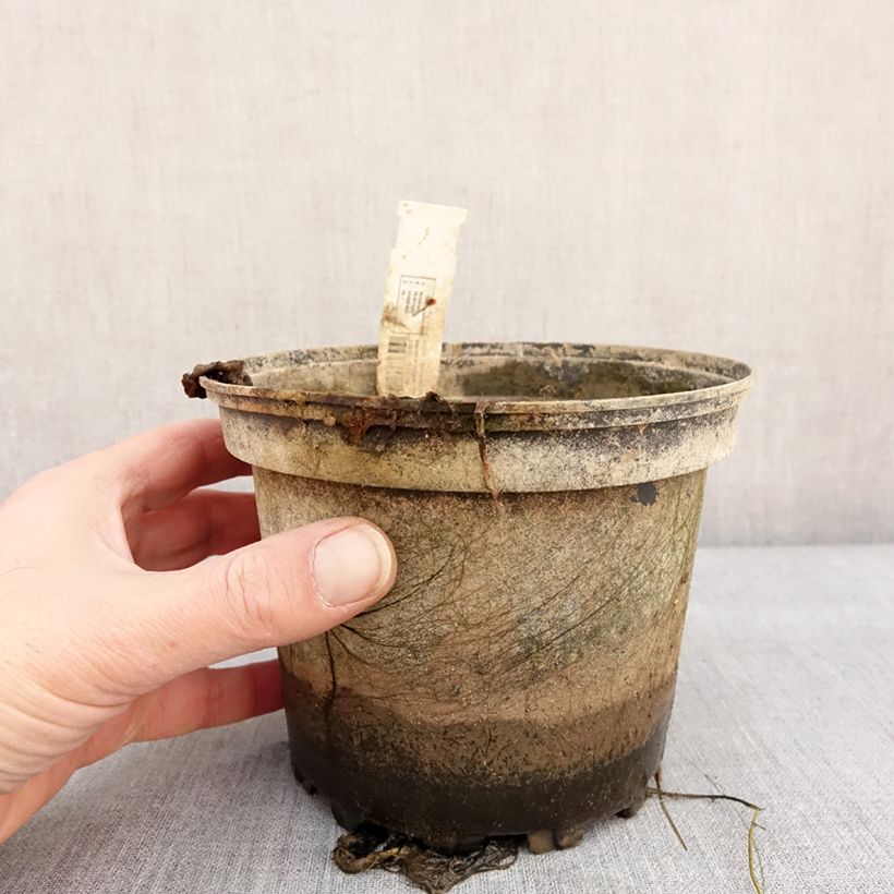 Esimerkki talvella toimitetusta Nymphaea Lemon Chiffon - Nénuphar rustique jaune Pot de 1,5L/2L-taimesta