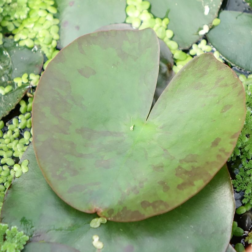 Lumme Lemon Mist (Lehvistö)