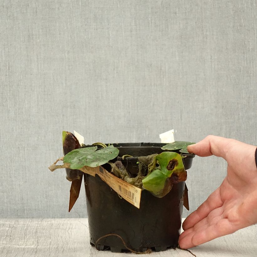 Esimerkki syksyllä toimitetusta Nymphaea Lily Pons - Nénuphar rustique rose Pot de 1,5L/2L-taimesta