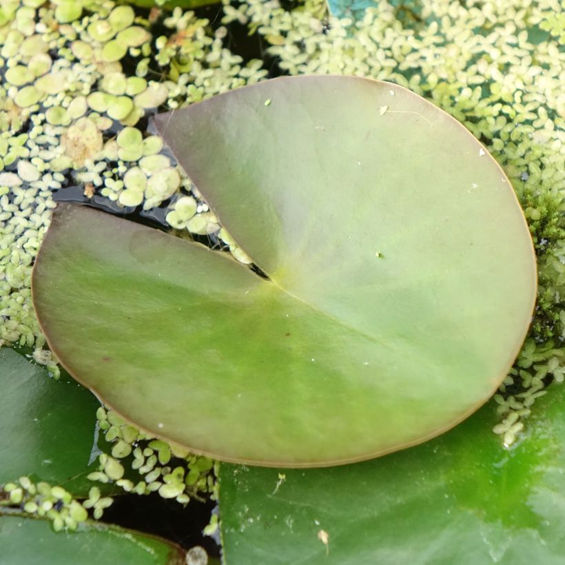 Lumme Marliacea Albida (Lehvistö)
