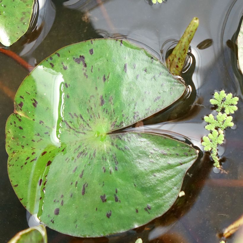 Lumme Marliacea Chromatella (Lehvistö)
