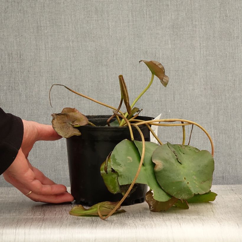Esimerkki keväällä toimitetusta Nymphaea Marliacea Ignea - Nénuphar rustique rouge carmin Pot de 1,5L/2L-taimesta