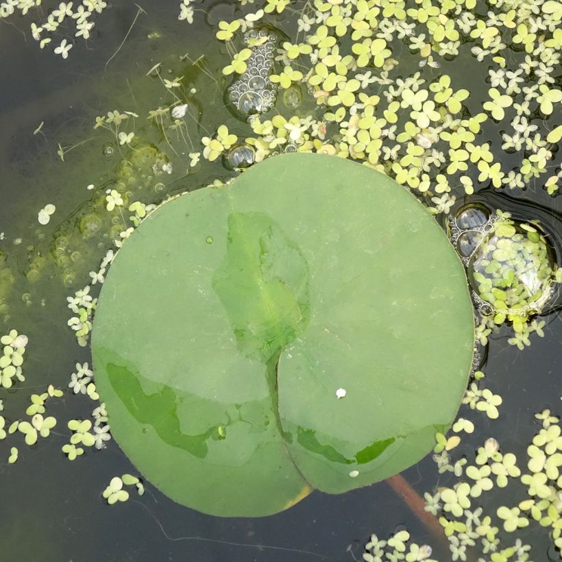 Lumme Marliacea Rubra Punctata (Lehvistö)