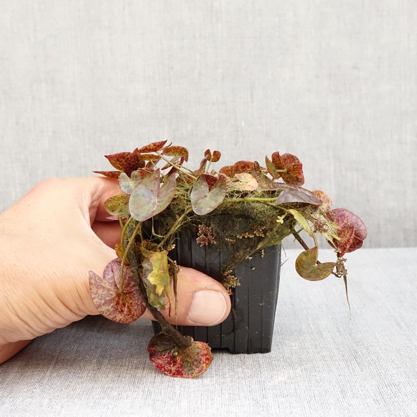 Esimerkki syksyllä toimitetusta Lumme Miami Rose 8/9 cm taimiruukku-taimesta