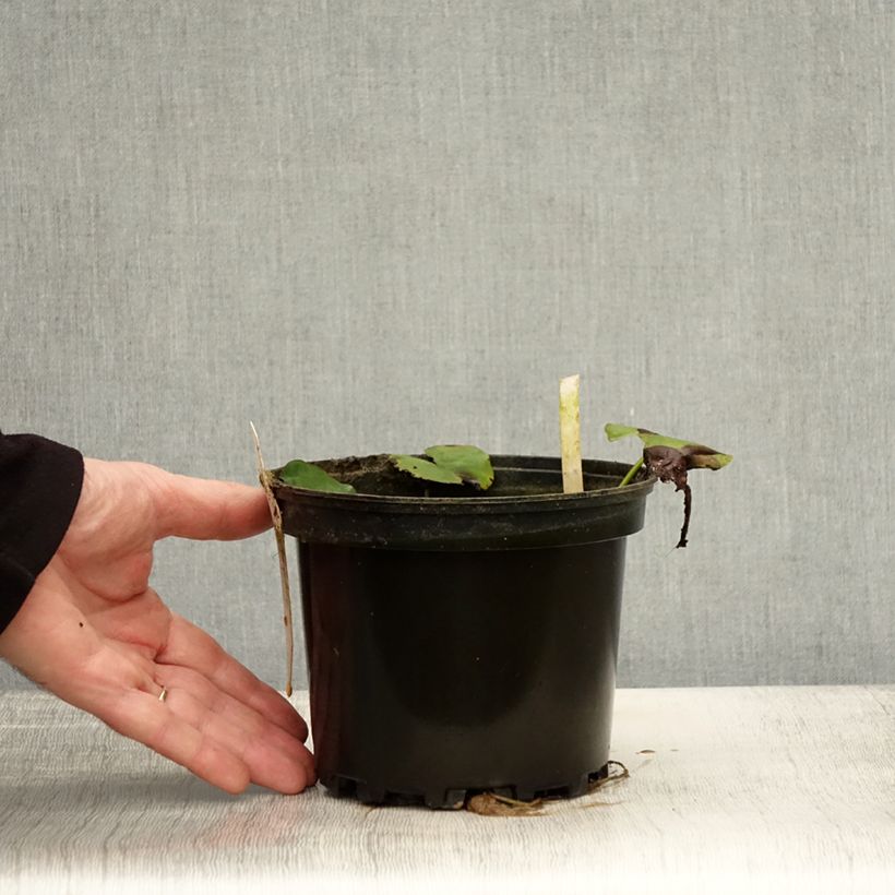 Esimerkki syksyllä toimitetusta Nymphaea Moorei - Nénuphar rustique jaune pâle Pot de 1,5L/2L-taimesta