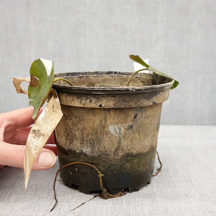 Esimerkki talvella toimitetusta Nymphaea Newton - Nénuphar rustique rose Pot de 1,5L/2L-taimesta