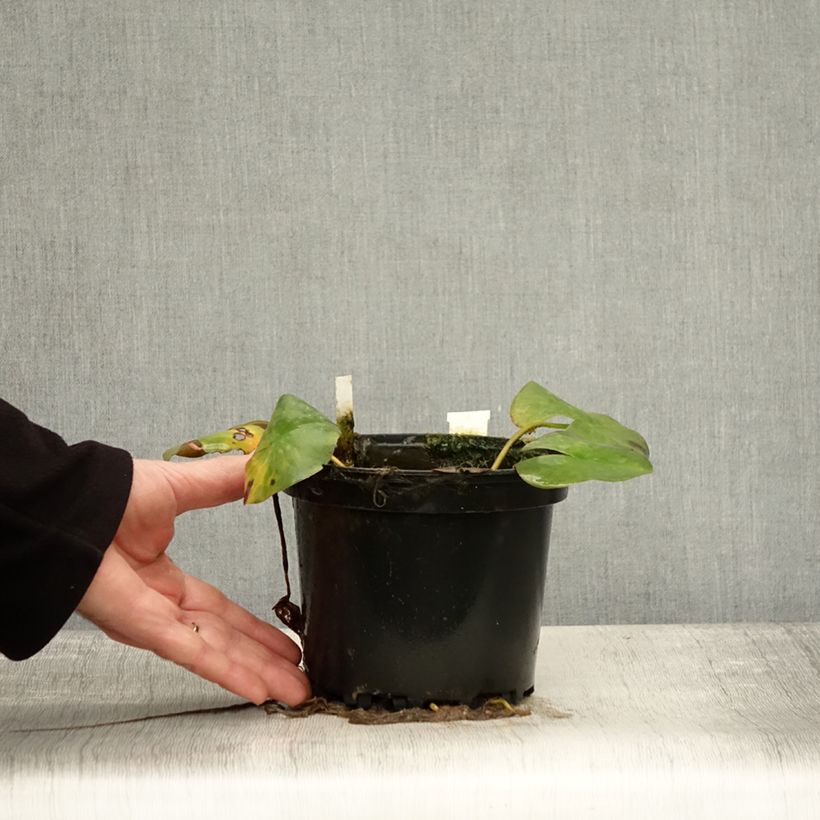 Esimerkki syksyllä toimitetusta Nymphaea Odorata Suavissima - Nénuphar rustique rose Pot de 1,5L/2L-taimesta