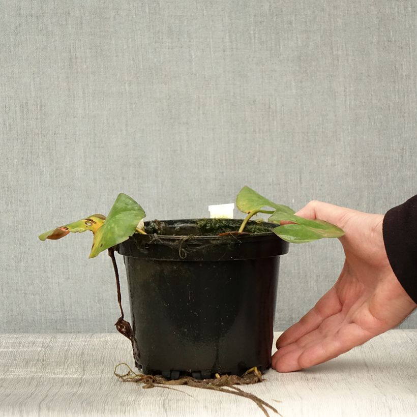 Esimerkki syksyllä toimitetusta Nymphaea Odorata Sulphurea Grandiflora - Nénuphar rustique jaune Pot de 1,5L/2L-taimesta
