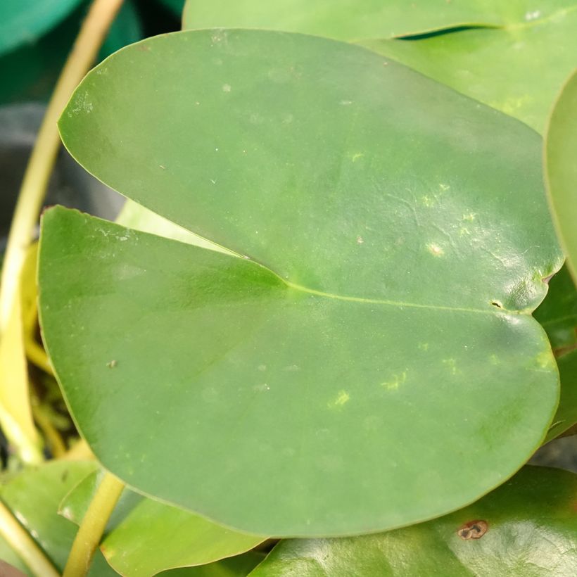 Lumme Perry's Double White (Lehvistö)