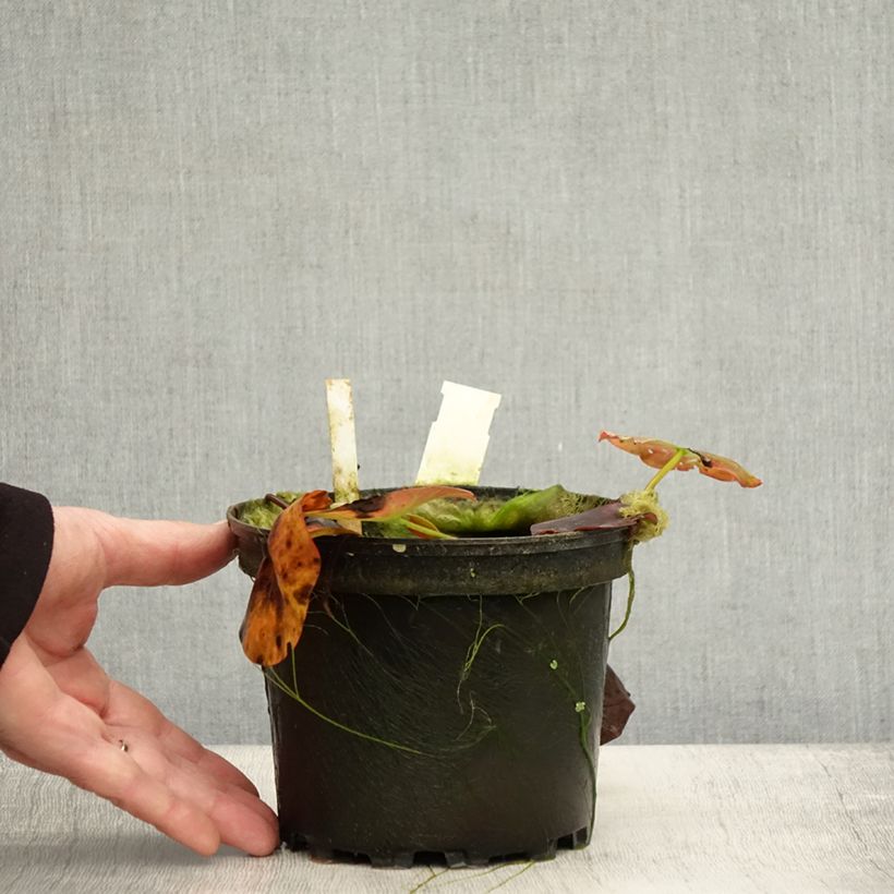 Esimerkki syksyllä toimitetusta Nymphaea Perry's Red Glow - Nénuphar rustique rouge Pot de 1,5L/2L-taimesta