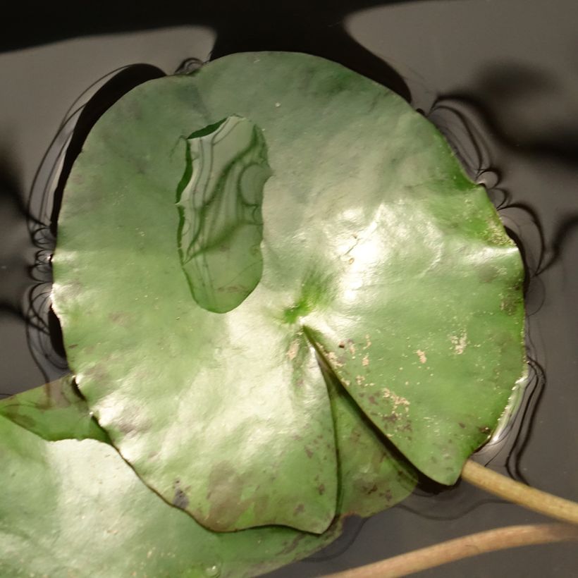 Lumme Pygmea Helvola (Lehvistö)
