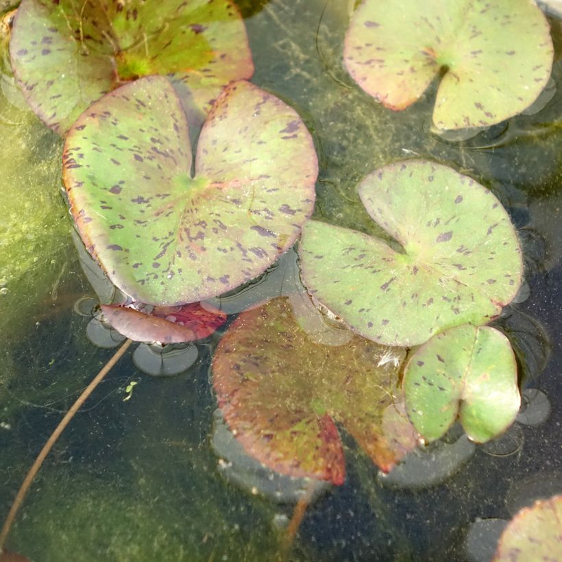 Lumme Red Spider (Lehvistö)