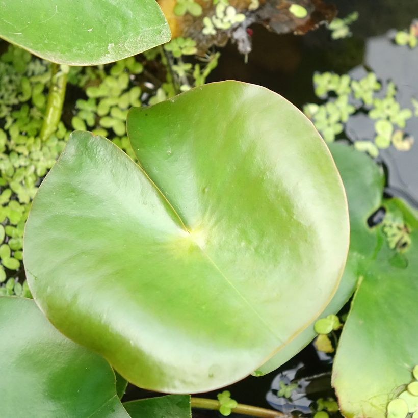 Lumme Rose Arey (Lehvistö)