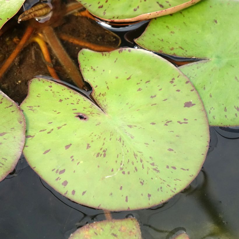 Lumme Sioux (Lehvistö)