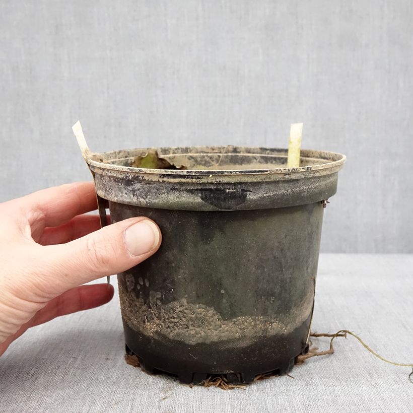 Esimerkki talvella toimitetusta Nymphaea Starbright - Nénuphar rustique Pot de 1,5L/2L-taimesta