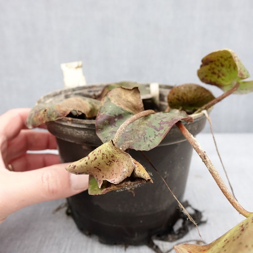 Esimerkki talvella toimitetusta Nymphaea Texas Dawn - Nénuphar rustique Pot de 1,5L/2L-taimesta