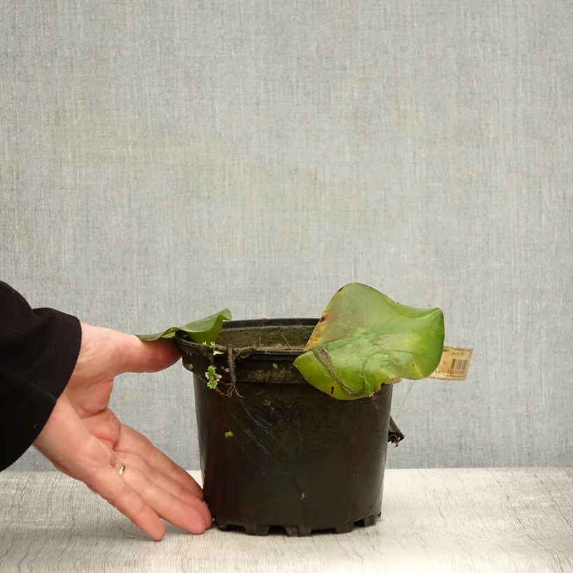 Esimerkki syksyllä toimitetusta Nymphaea Virginalis - Nénuphar rustique Pot de 1,5L/2L-taimesta