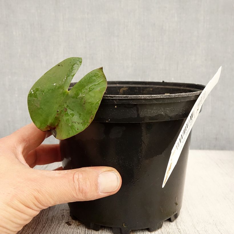 Esimerkki keväällä toimitetusta Nymphaea Walter Pagels - Nénuphar nain rustique Pot de 1,5L/2L-taimesta