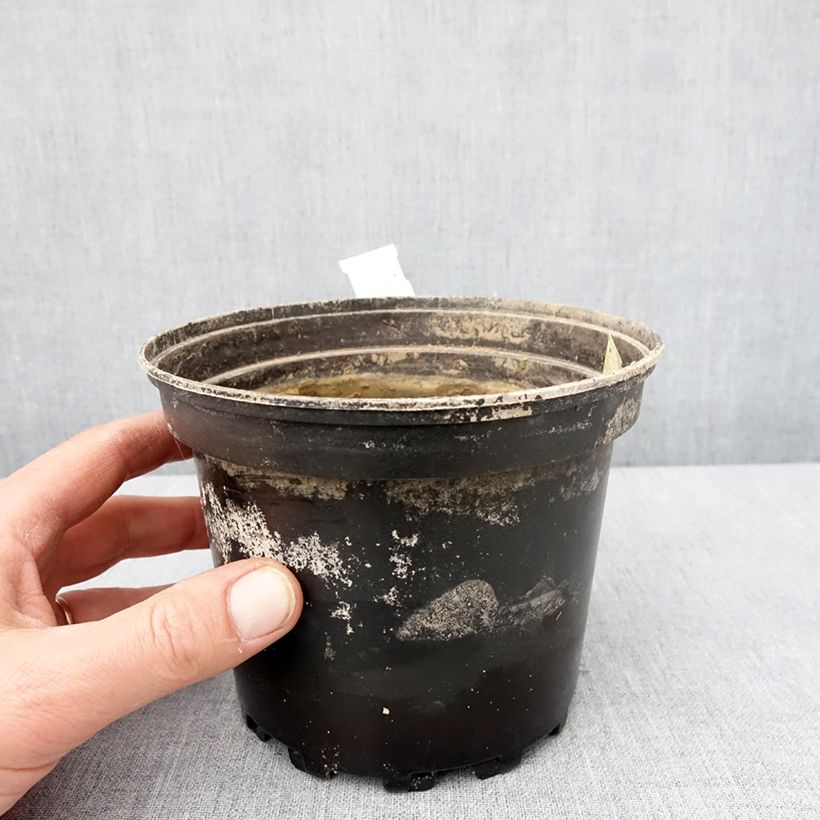 Esimerkki talvella toimitetusta Nymphaea White Sultan - Nénuphar rustique blanc Pot de 1,5L/2L-taimesta