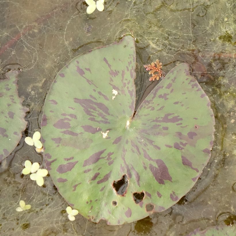 Lumme Yellow Enigma (Lehvistö)