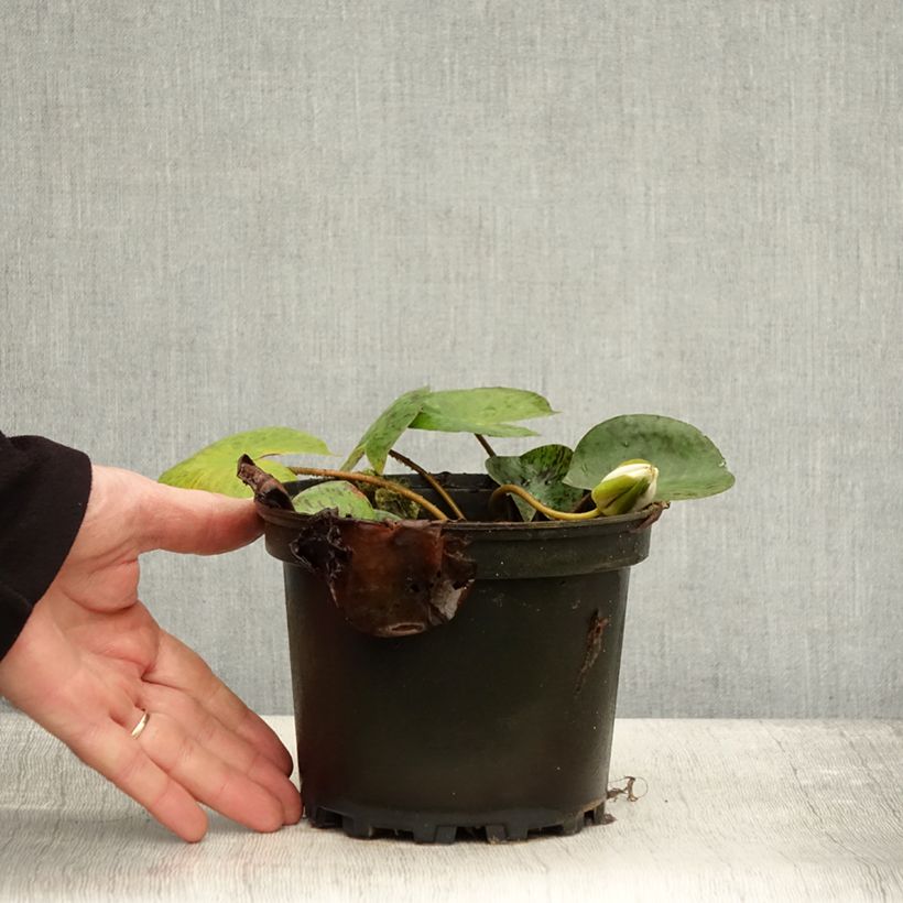 Esimerkki syksyllä toimitetusta Nymphaea Yellow Enigma - Nénuphar rustique jaune Pot de 1,5L/2L-taimesta