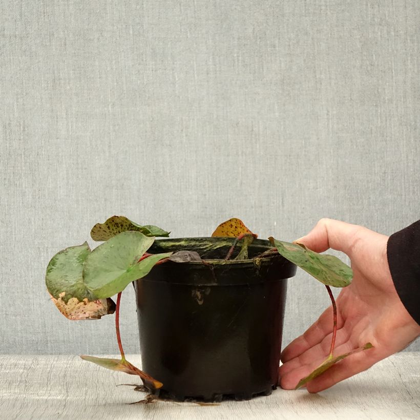 Esimerkki syksyllä toimitetusta Nymphaea Yellow Queen - Nénuphar rustique jaune Pot de 1,5L/2L-taimesta