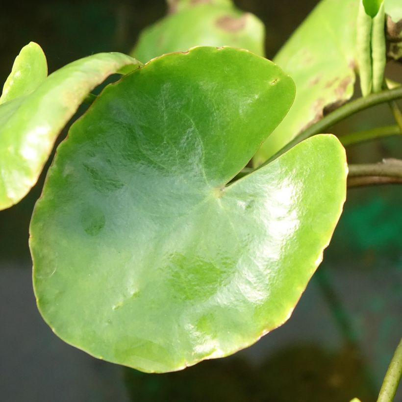 Lammikki - Nymphoides peltata (Lehvistö)