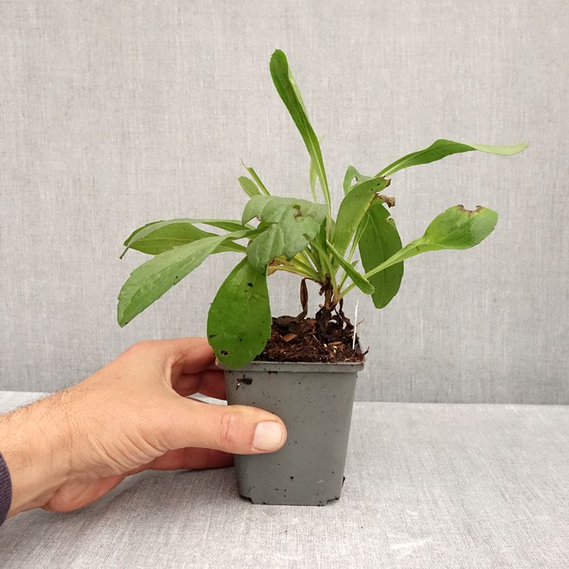 Esimerkki syksyllä toimitetusta Elokuunasteri Grunder 8/9 cm taimiruukku-taimesta