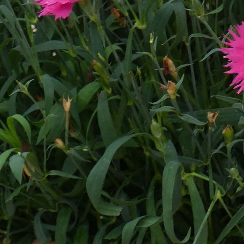 Pulskaneilikka Suntory Pink (Lehvistö)