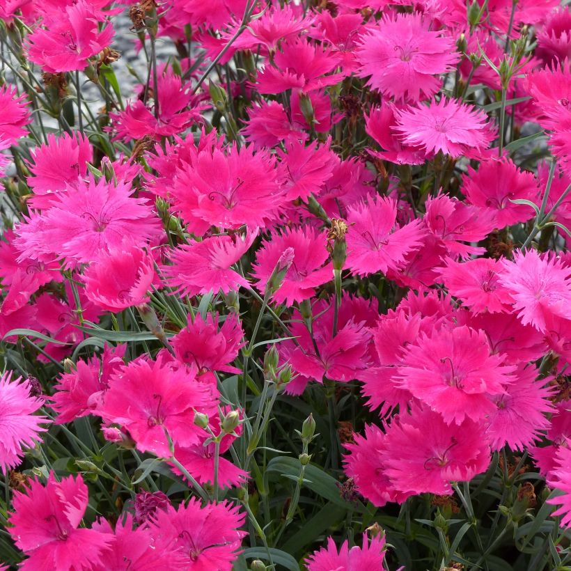 Pulskaneilikka Suntory Pink (Kukinta)