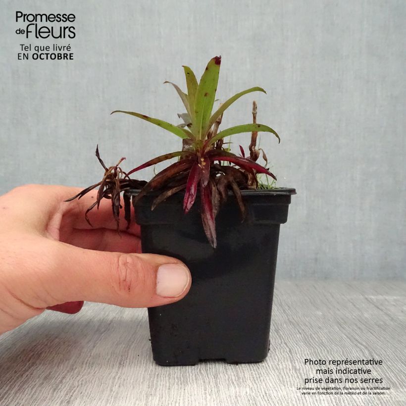 Esimerkki syksyllä toimitetusta Harjaneilikka Nigrescens Sooty 7/8 cm taimiruukku-taimesta