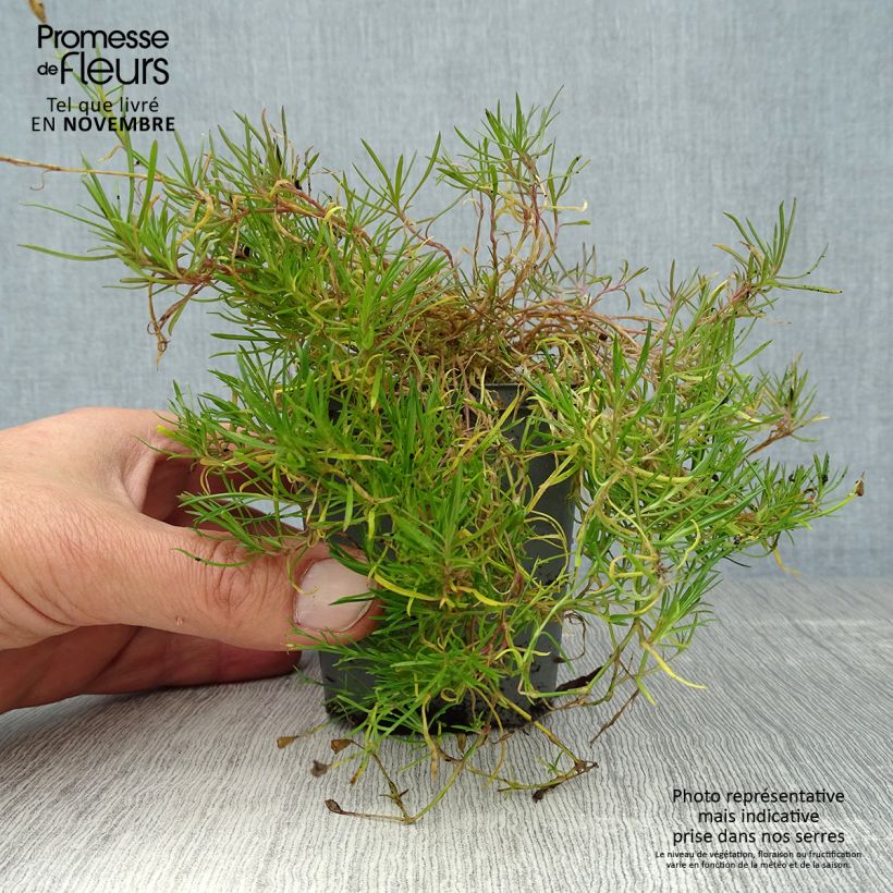 Esimerkki syksyllä toimitetusta Kalliokehtoneilikka - Petrorhagia saxifraga 8/9 cm taimiruukku-taimesta