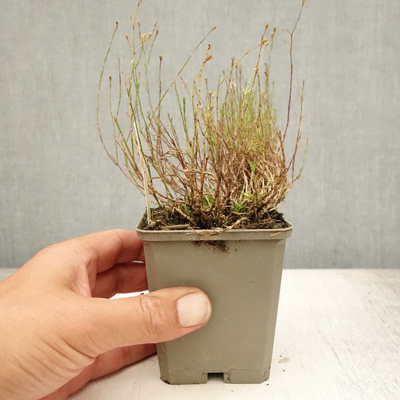 Esimerkki kesällä toimitetusta Kalliokehtoneilikka - Petrorhagia saxifraga Taimiruukku 8/9 cm-taimesta