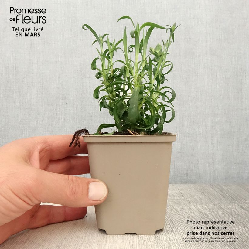 Esimerkki keväällä toimitetusta Oeillet double vivace Sunflor Evert - Dianthus hybride Godet de 8/9 cm-taimesta