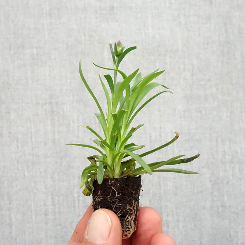 Esimerkki syksyllä toimitetusta Oeillet double vivace Sunflor Evert - Dianthus hybride Mini-motte Ø 1,5/2,5 cm-taimesta