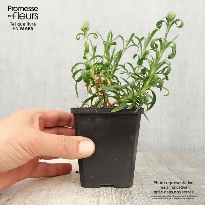 Esimerkki keväällä toimitetusta Oeillet double vivace Sunflor Megan - Dianthus hybride Godet de 8/9 cm-taimesta