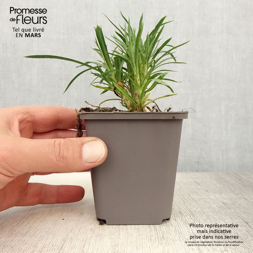 Esimerkki keväällä toimitetusta Oeillet double vivace Sunflor Red Esta - Dianthus hybride Godet de 8/9 cm-taimesta