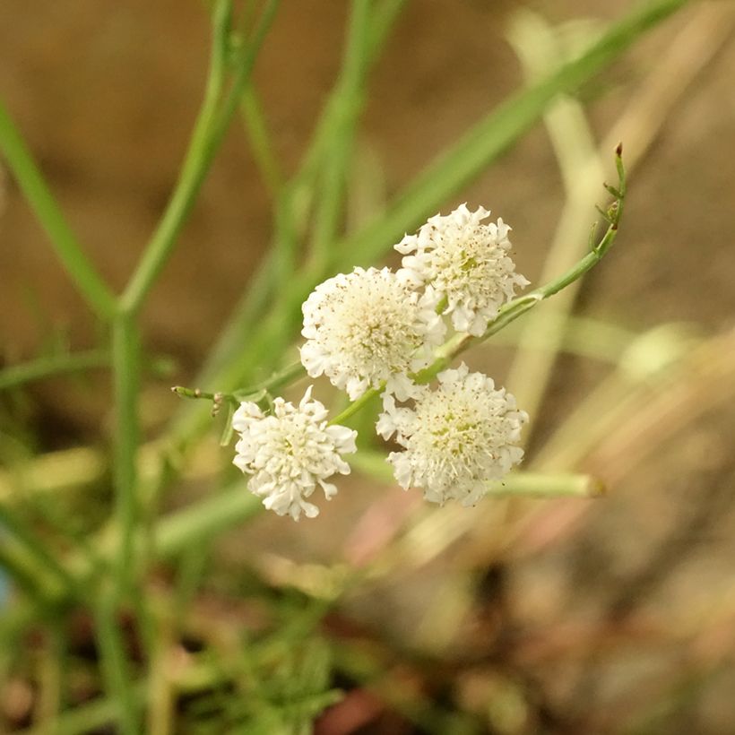 Liejupahaputki - Oenanthe aquatica (Kukinta)
