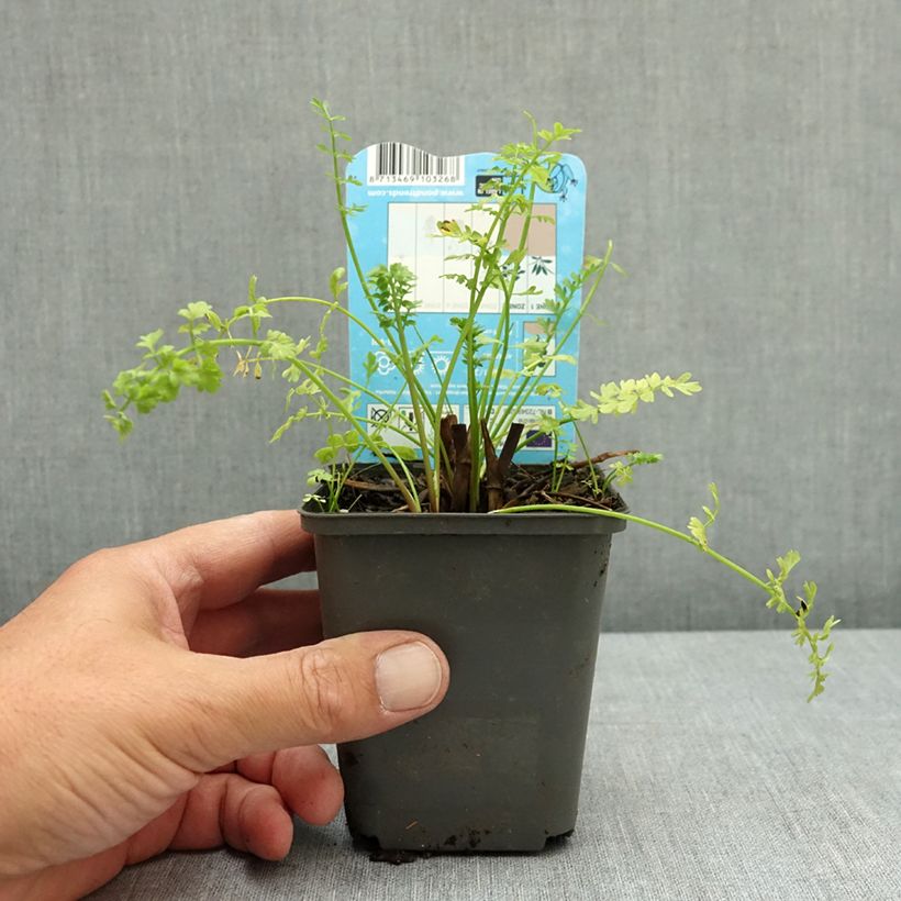 Esimerkki kesällä toimitetusta Liejupahaputki - Oenanthe aquatica 8/9 cm taimiruukku-taimesta