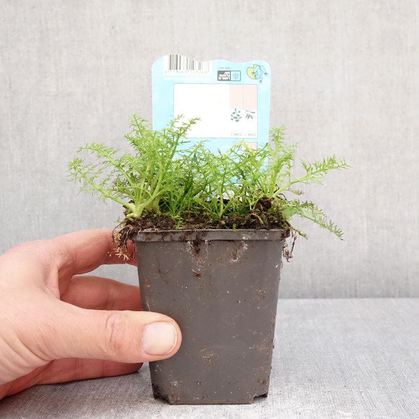Esimerkki keväällä toimitetusta Liejupahaputki - Oenanthe aquatica 8/9 cm taimiruukku-taimesta