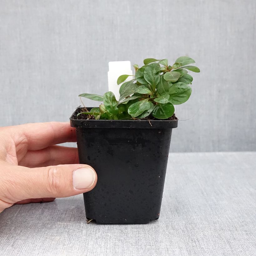 Esimerkki syksyllä toimitetusta Kultahelokki Hohes Licht 8/9 cm taimiruukku-taimesta