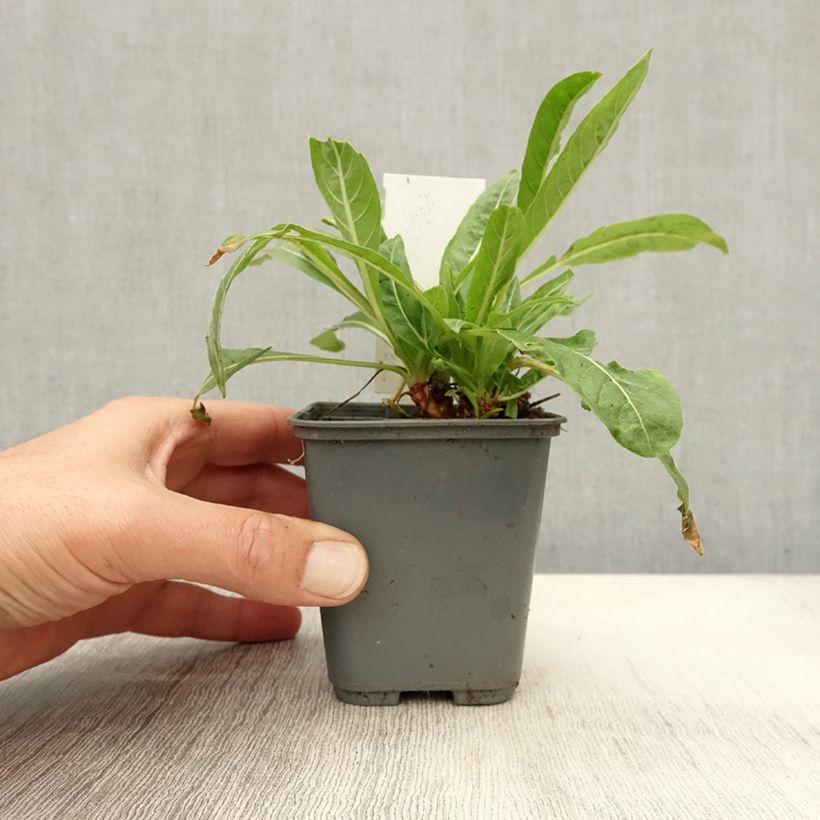 Esimerkki syksyllä toimitetusta Jättihelokki - Oenothera glazioviana 8/9 cm taimiruukku-taimesta