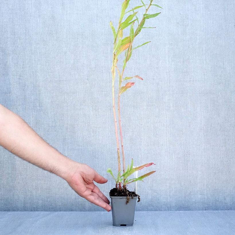 Esimerkki kesällä toimitetusta Jättihelokki - Oenothera glazioviana Godet de 8/9 cm-taimesta