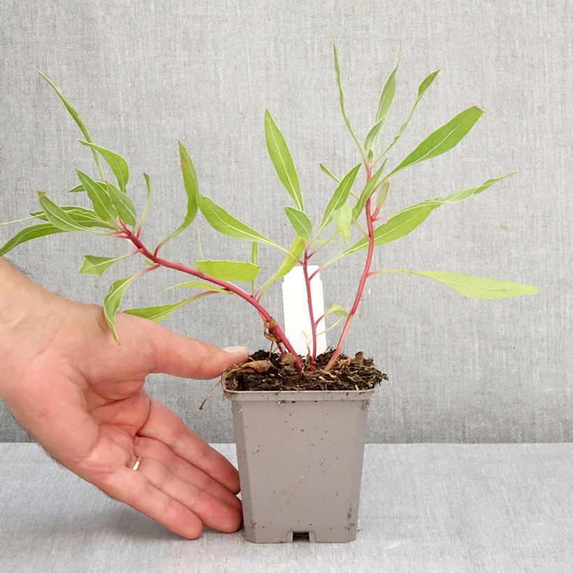 Esimerkki syksyllä toimitetusta Isohelokki - Oenothera missouriensis 7/8 cm taimiruukku-taimesta