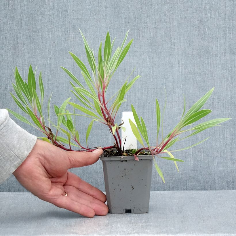 Esimerkki kesällä toimitetusta Isohelokki - Oenothera missouriensis Godet de 7/8 cm-taimesta