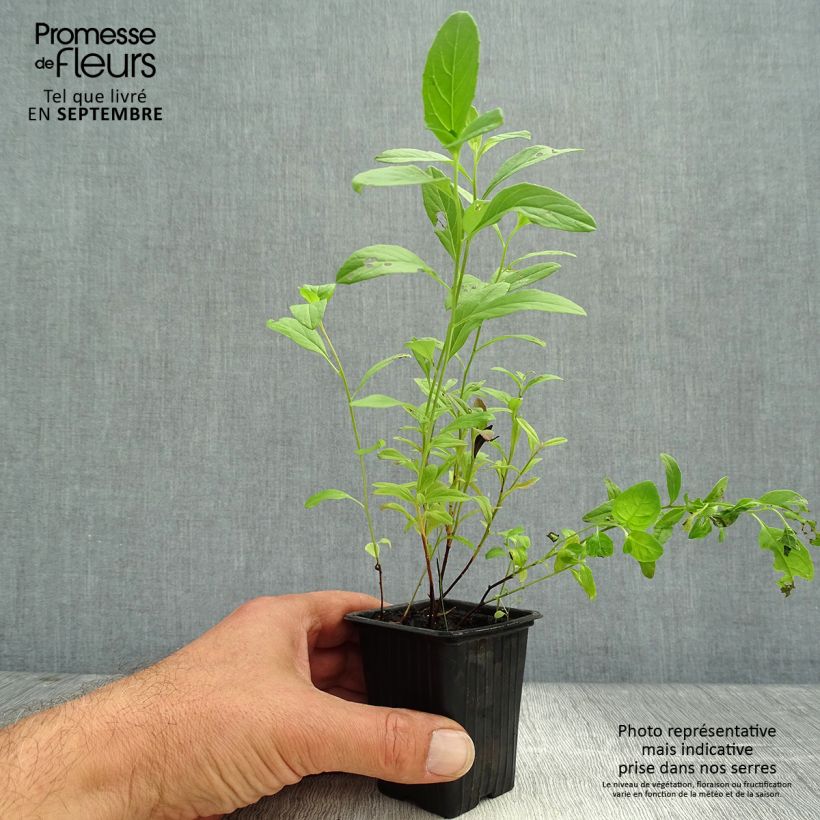 Esimerkki syksyllä toimitetusta Komeahelokki - Oenothera speciosa 7/8 cm taimiruukku-taimesta