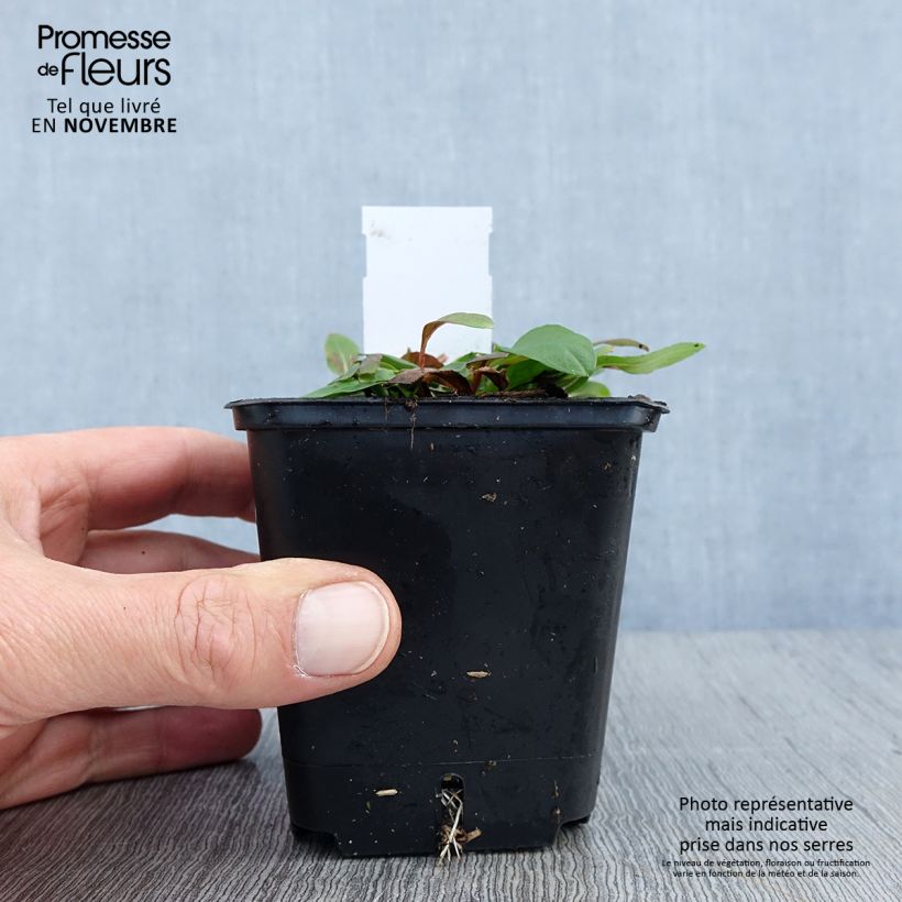 Esimerkki syksyllä toimitetusta Kultahelokki - Oenothera tetragona 8/9 cm taimiruukku-taimesta